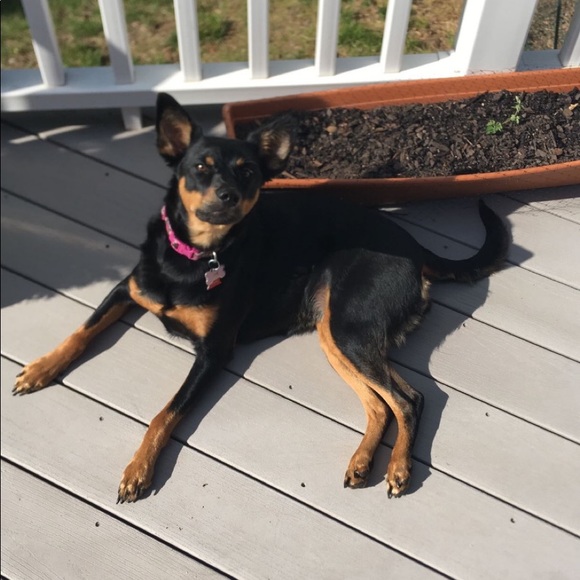 Hello! I’m Elyce, happy poshing:) - Picture 1 of 1